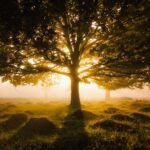 green tree on green grass field during daytime