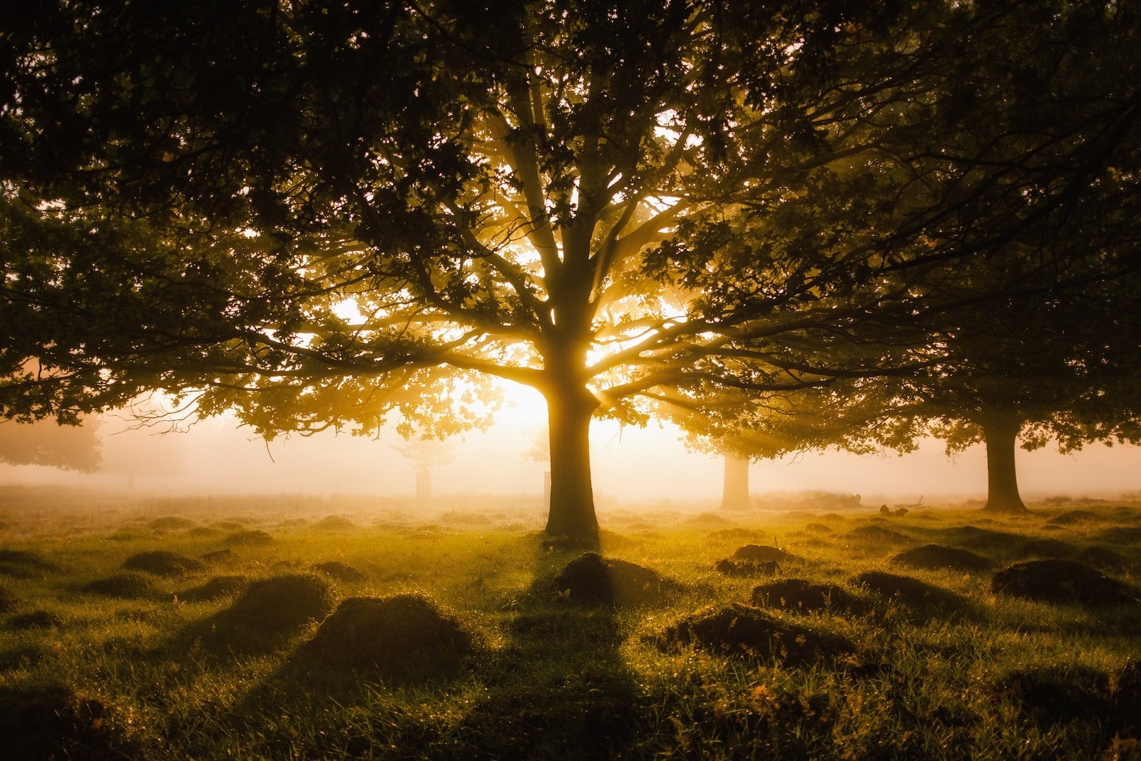 Early Morning Sun Exposure for Sleep